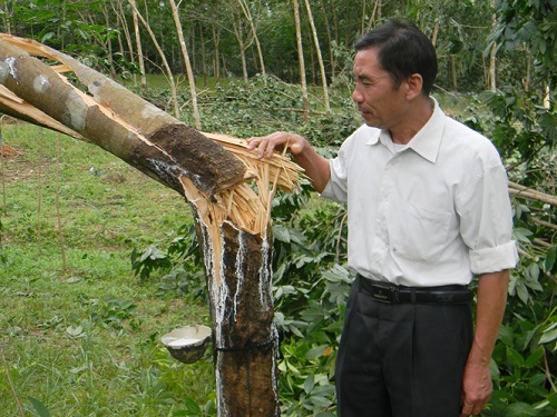 Ông Hoàng Quyết Thắng (thôn Kim Lũ 2) xót xa với những cây cao su hơn 10 năm tuổi của mình bị gió bão quật gãy.
